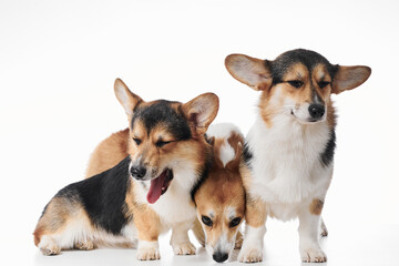 Pembroke Welsh Corgi portrait isolated on white studio background with copy space, family of three purebred dogs