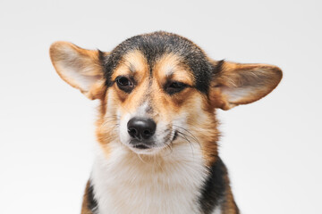 Pembroke Welsh Corgi portrait isolated on white studio background with copy space, purebred dog