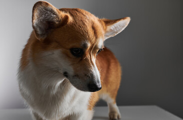 Pembroke Welsh Corgi portrait isolated on white studio background with copy space, purebred dog
