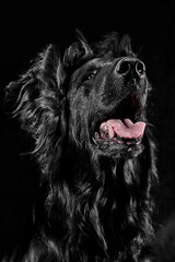 Portrait of black flat-coated retriever isolated on dark gray studio background, purebred dog