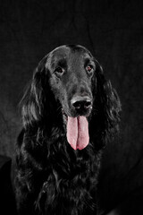 Portrait of black flat-coated retriever isolated on dark gray studio background, purebred dog