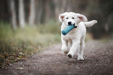 golden retriever puppy training with a dummy outdoors