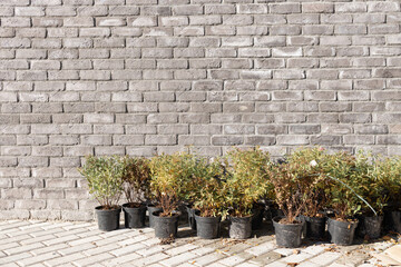 Plants in pots on the street against the background of a brick wall