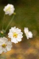 White flowers in autumn closeup