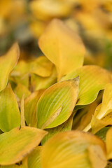 Obraz premium Autumn yellow bushes. Place for text