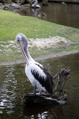 A white pelican dries its feathers while sitting on a snag in the water.