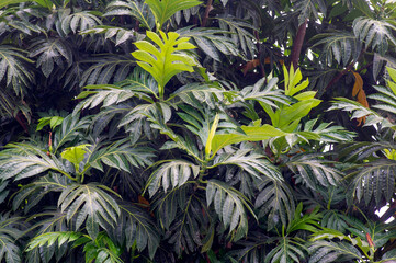 Breadfruits (Artocarpus altilis) green leaves for natural background