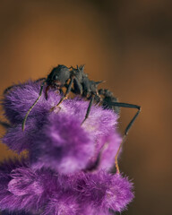 Ant on plant with purple hairy branches, Salvia Leucantha