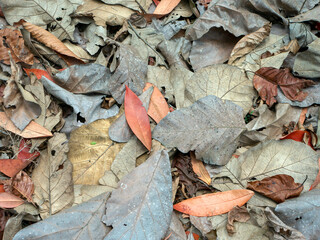 Dry teak leaves on the forest floor for natural background