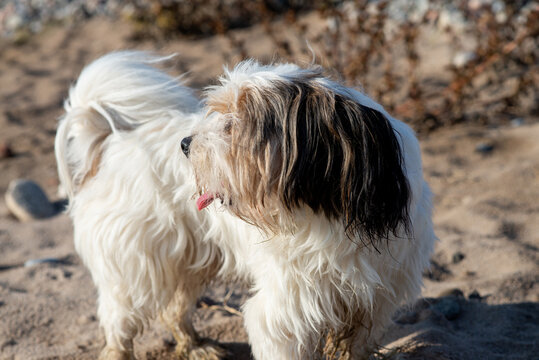 Bever Yorkshire Terrier walks outdoor, funny, dirty and ungroomed