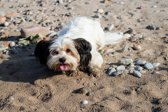Bever Yorkshire Terrier walks outdoor, funny, dirty and ungroomed