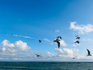 Flying seagulls at the seashore , blue sky with white clouds, big seagulls