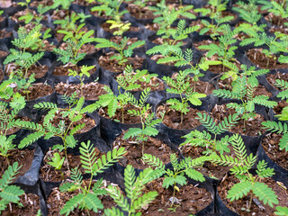 Sengon (Albizia falcataria) seedling  grow well in the nursery in Yogyakarta, Indonesia