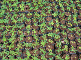 Sengon (Albizia falcataria) seedling  grow well in the nursery in Yogyakarta, Indonesia