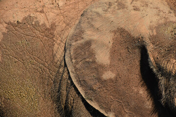 Elephant close up, skin irregularities texture of a elephant