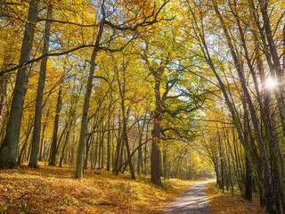 Polska złota jesień w lesie