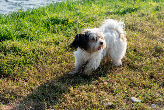 Bever Yorkshire Terrier walks outdoor, funny, dirty and ungroomed