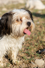 Bever Yorkshire Terrier walks outdoor, funny, dirty and ungroomed