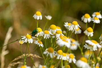 A large green shiny beetle sits on a daisy flower