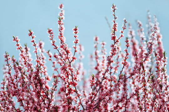 Spring blooming tree with pink flowers on a blue sky background