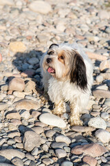 Bever Yorkshire Terrier walks outdoor, funny, dirty and ungroomed