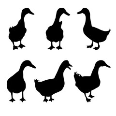 Duck silhouette set Showing different poses, animal silhouettes, poultry, vector illustrations.