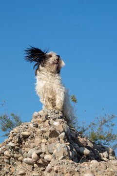 Bever Yorkshire Terrier walks outdoor, funny, dirty and ungroomed