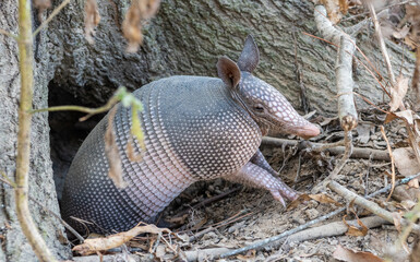 Nine-banded armadillo (Dasypus novemcinctus) getting out of a burrow, in the United States. The...