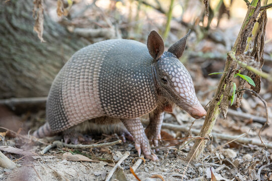 Nine-banded armadillo (Dasypus novemcinctus) in the United States. The nine-banded armadillo is a solitary, mainly nocturnal animal, found in many kinds of habitat