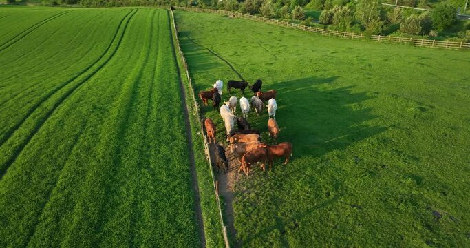 The cattle are loose grazing in the meadow in 4k