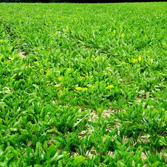 Champs de betteraves sucri&egrave;res