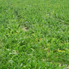 Champs de betteraves sucri&egrave;res