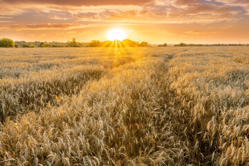 Obraz premium scenic evening in golden wheat field with rustic road, amazing cloudy sunset. rural agriculture landscape of nature view