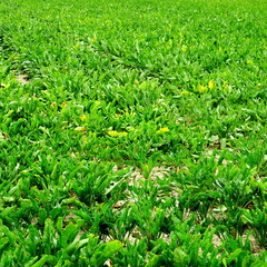 Champs de betteraves sucri&egrave;res