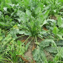 Champs de betteraves sucri&egrave;res