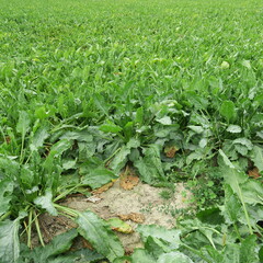 Champs de betteraves sucri&egrave;res