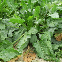 Champs de betteraves sucri&egrave;res