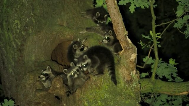 Animal family, raccoons (Procyon lotor) in front of their den on an oak tree, Hesse, Germany, Europe
