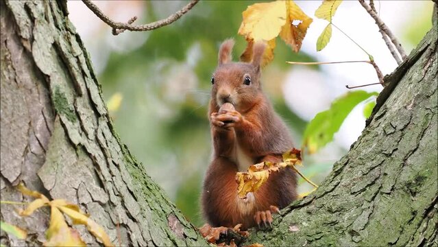 Eurasian red squirrel (Sciurus vulgaris) sitting on chestnut tree (Castanea), eating hazelnut, Hesse, Germany, Europe