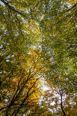Yellow leaves on trees in autumn