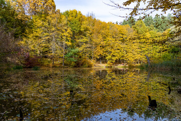 Autumn forest near a small lake