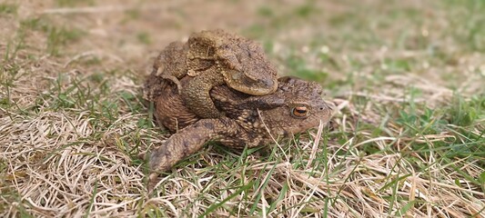 frogs on the grass