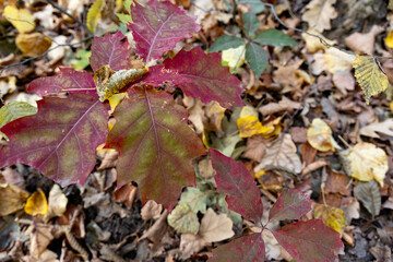 Colorful bright leaves on trees in autumn