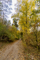 Fototapeta na wymiar Dirt country road in the autumn forest