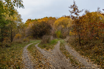 Naklejka premium Dirt country road in the autumn forest