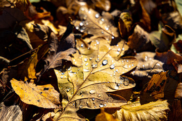 Autumn yellow leaves in dew drops