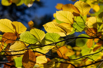 Bright yellow leaves on autumn trees