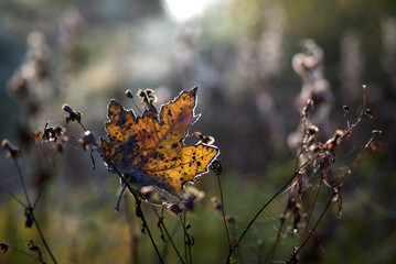 an autumn leaf on the grass 