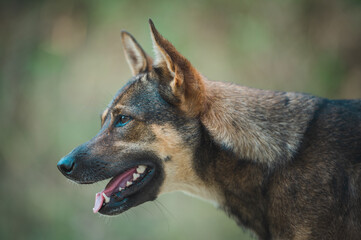 A side profile of a brindle dog with perked ears and open mouth, exuding curiosity, set against a tranquil green backdrop.