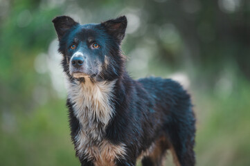 Noble black dog with white markings gazes away, its wet fur glistening, against a blurred green forest backdrop.